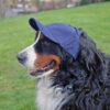Littlearth Denver Broncos NFL Pet Baseball Hat, Extra Small
